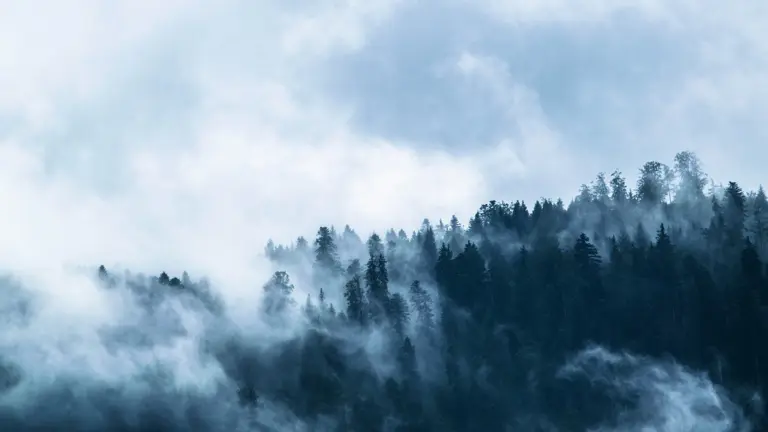 Misty conifer forest covered with clouds and fog
