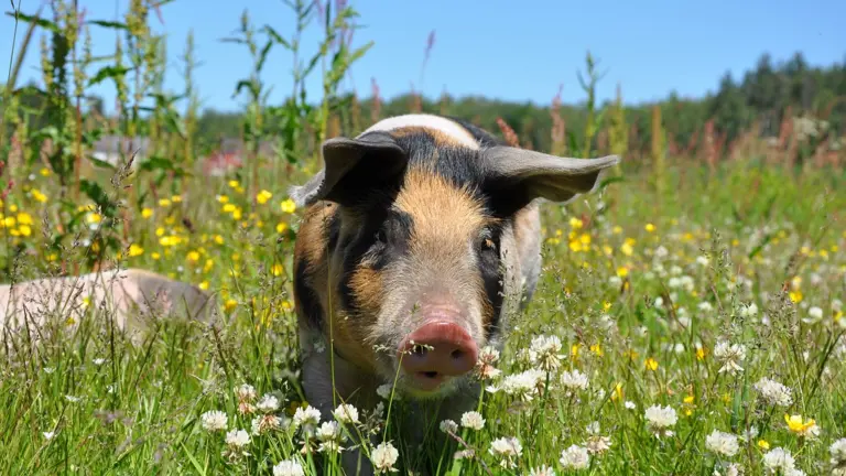 Pig in a flowered field