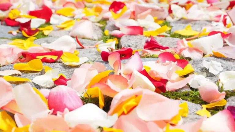 Colorful flower petals for a wedding