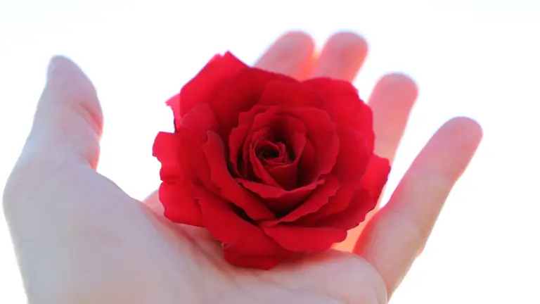 Hand holding a red rose on a light background