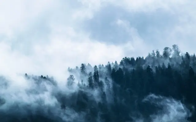 Misty conifer forest covered with clouds and fog