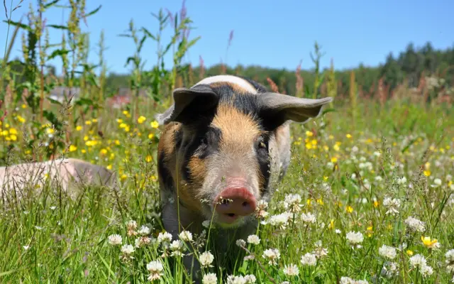Schwein auf einer blühenden Wiese