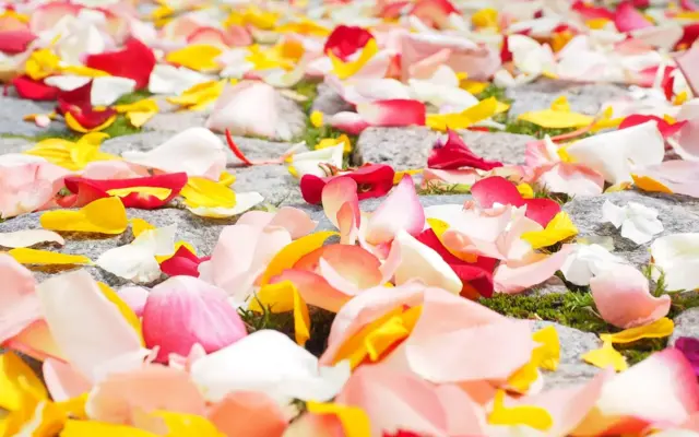 Colorful flower petals voor a wedding