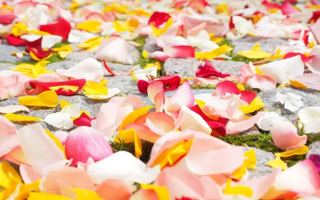 Bunte Blütenblätter für eine Hochzeit