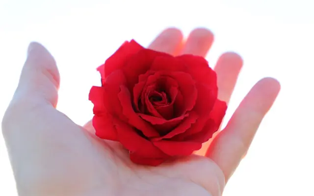 Hand hält eine rote Rose vor hellem Hintergrund