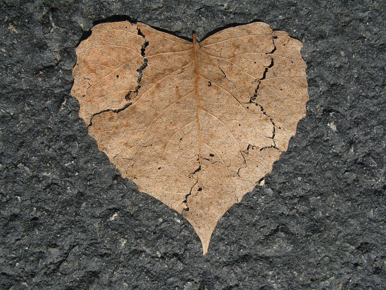 Dry heart-shaped leaf on a stone surface