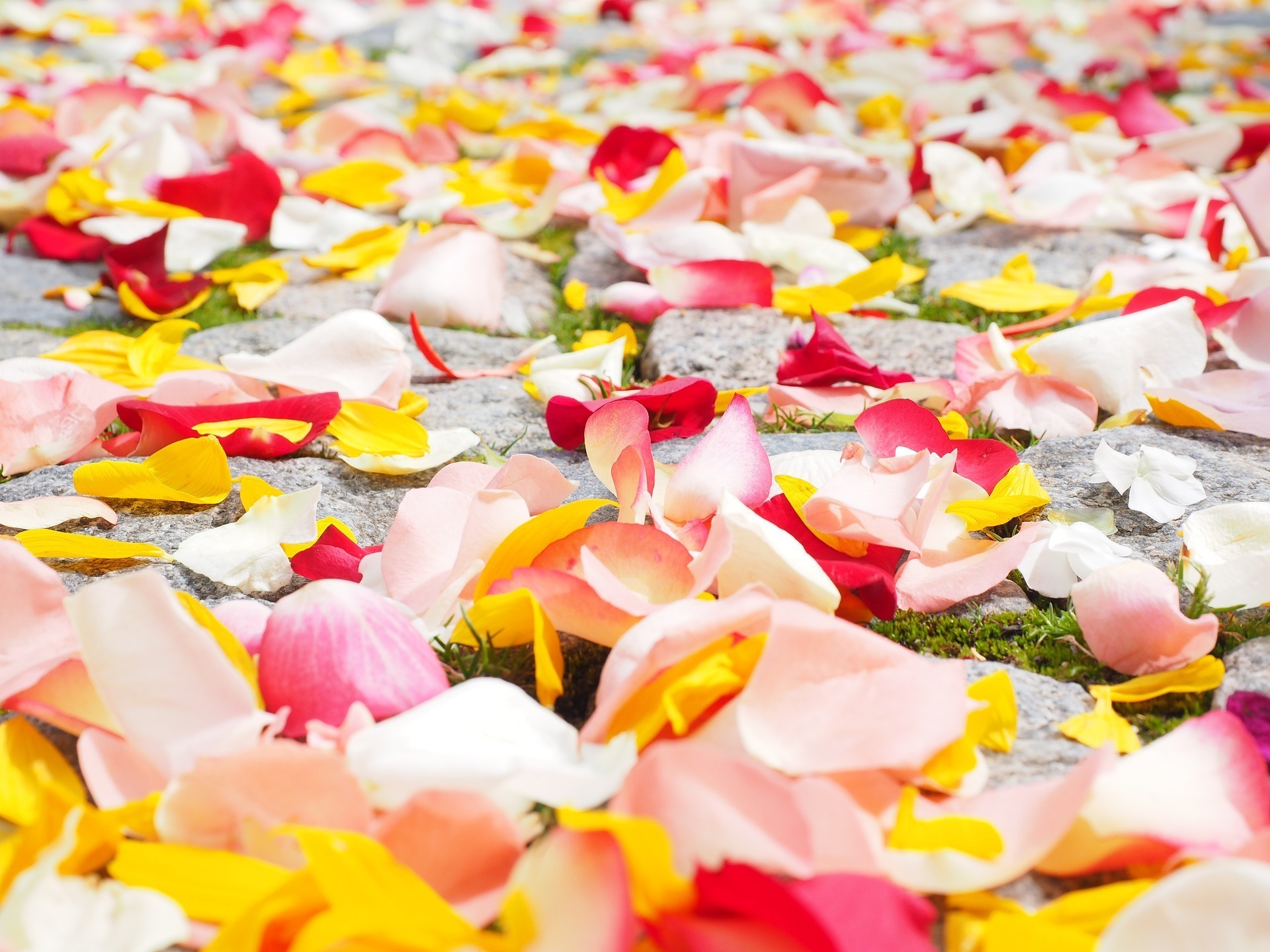 Colorful flower petals for a wedding