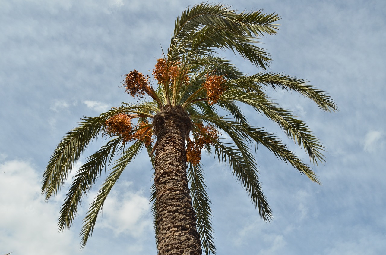 palmier de dattes